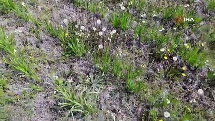 Bir tanesini izinsiz koparana, bir otomobil fiyatında ceza kesiliyor