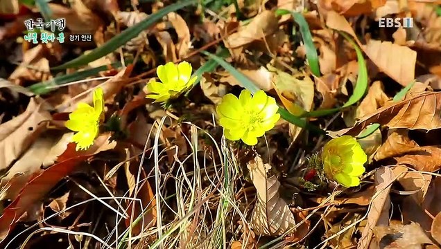 한국기행 - Korea travel_나물 찾아 봄 2부- 풍도, 야생화 피면 찾아오지_#001