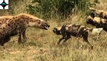 African Wild Dog and spotted garden eels || weird animals || trivia