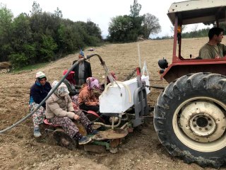 Denizli'de yılın ilk adaçayı fideleri toprakla buluştu