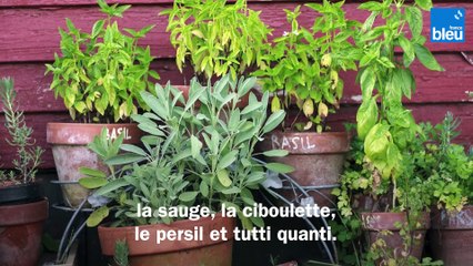 Roland Motte, jardinier : ne vous passez pas des aromatiques et de leurs saveurs