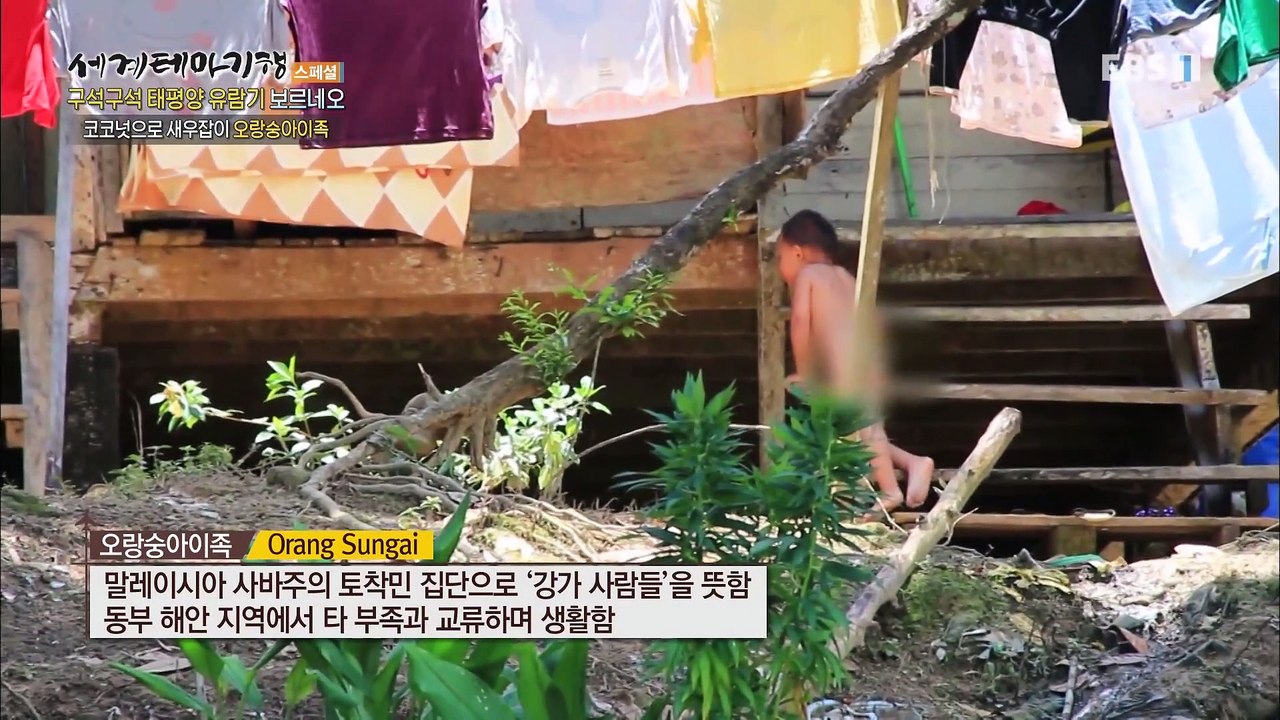 세계테마기행 - 구석구석 태평양 유람기- 열대 우림을 가다, 보르네오_#002