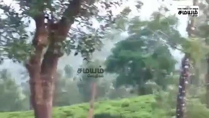 தேயிலை தோட்டத்துக்குள் வாக்கிங் சென்ற புலி; அலறி அடித்து ஓடிய தொழிலாளர்கள்!