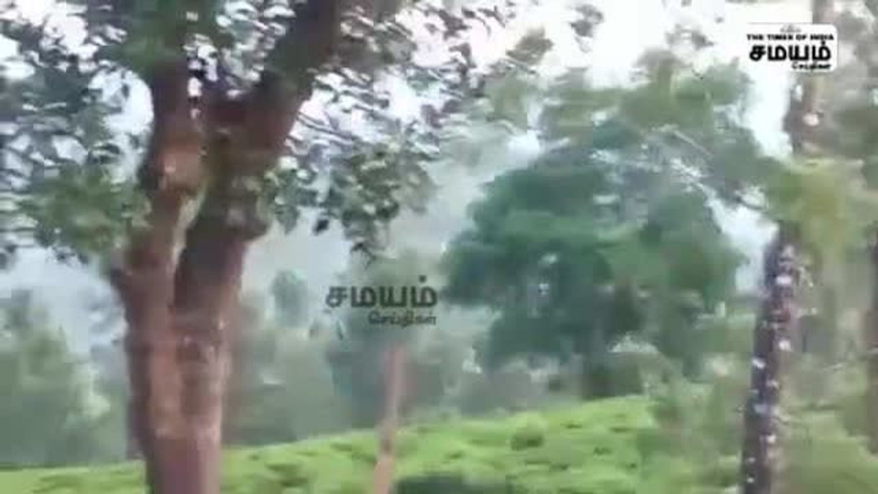 தேயிலை தோட்டத்துக்குள் வாக்கிங் சென்ற புலி; அலற...