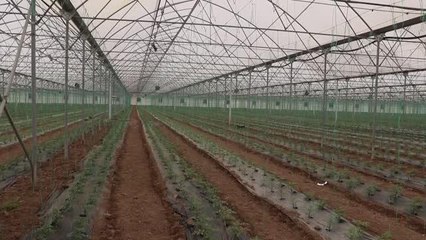Bafra Ovası'nda ihracata yönelik kışlık sebze "iyi tarım"la üretilecek