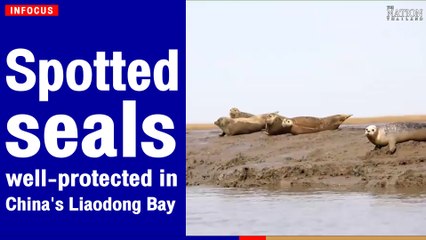Spotted seals well-protected in China's Liaodong Bay | The Nation