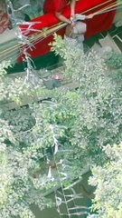 أب يحاول القاء ابنته المراهقة من البلكونة بهدف تربيتها.. فيديو صادم