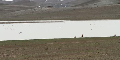 VAN'DA TAMAMEN KURUYAN TUZ GÖLÜ, YENİDEN SU TUTMAYA BAŞLADI