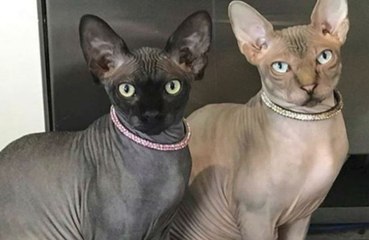 Study claims cats know names of their owners