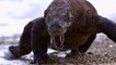 Environnement : l'Indonésie lance la construction d'un "Jurassic Park" avec ses dragons de Komodo