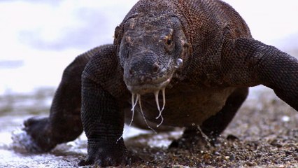 Environnement : l'Indonésie lance la construction d'un "Jurassic Park" avec ses dragons de Komodo