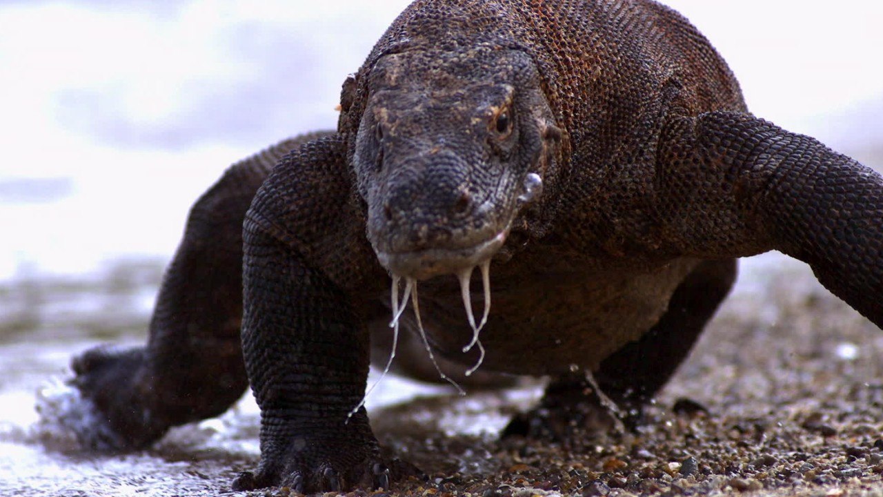 Environnement : l'Indonésie lance la construction d'un "Jurassic Park" avec ses dragons de Komodo