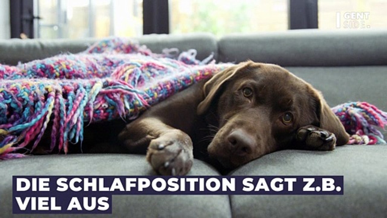 Was die Schlafposition deines Hundes über seine Stimmung aussagt