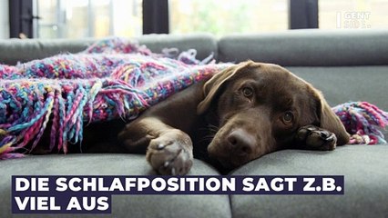 Was die Schlafposition deines Hundes über seine Stimmung aussagt