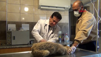 Manisa’da vahşet! Başlatılan çalışmayla çok sayıda cansız bedene ulaşıldı