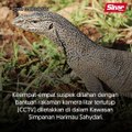 Empat didakwa rogol biawak Bengal!
