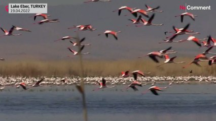 Turkey: flamingos bring colours to the Lake Eber