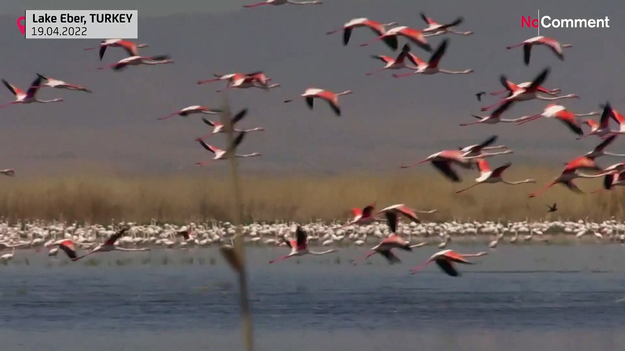 Turkey: flamingos bring colours to the Lake Eber
