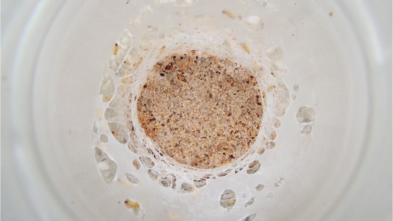 Mehlmilben in lebensmitteln: so handeln sie richtig