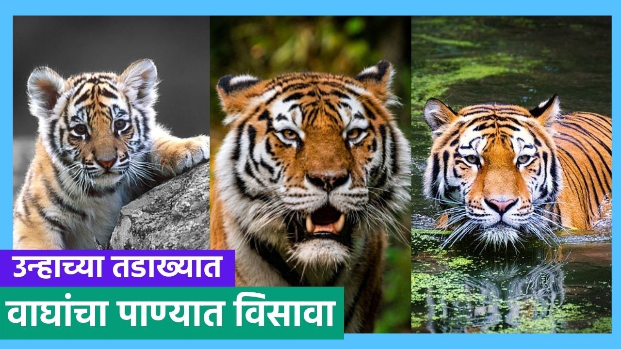 Tadoba Tigers: उन्हाच्या तडाख्यात वाघांचा पाण्यात विसावा