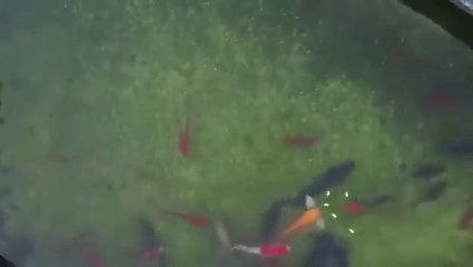 Les habitants de Shanghaï pêchent avec leur drone