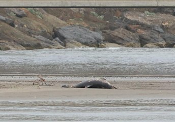 Kıyıda ölü yunus bulundu