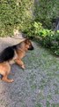German Shepherd Gets Scared by Sound of Sprinklers While Playing in Backyard