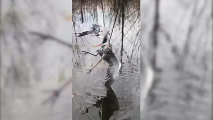 Dikenli tellere takılarak yaralanan leylek tedaviye alındı