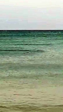 Isola Capo Rizzuto, avvistata foca monaca nelle acque dell'area protetta