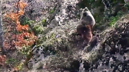 Kayalıklarda yürüyemeyen yavruya anne ayı yardım etti