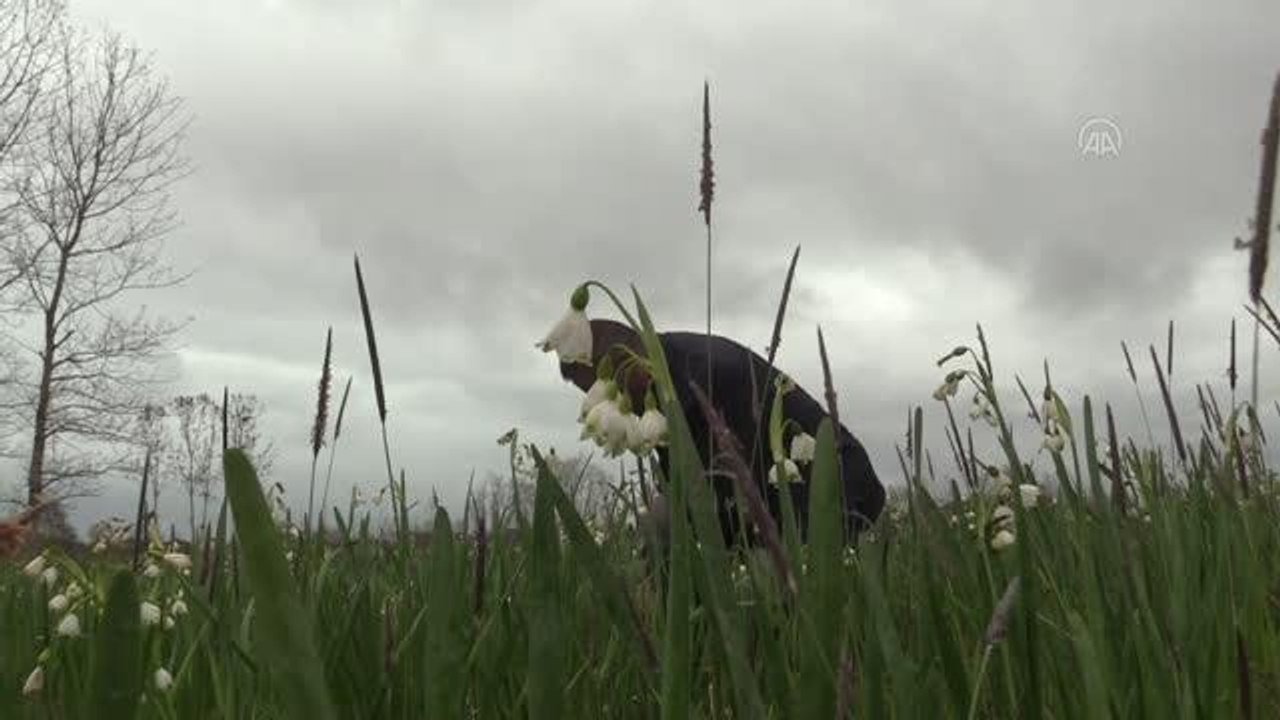 Endemik bitki "göl soğanı" Samsun'da özel izinle üretiliyor