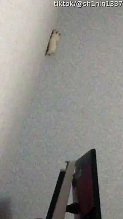 Hamster Darts Headfirst into Wall