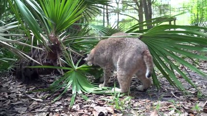 BIG Cats Eat Easter Eggs