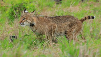Bobcat Gets Second Chance At Freedom