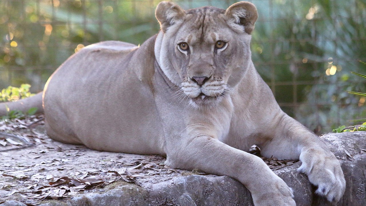 NEW Rescue!  And We're Not LION!