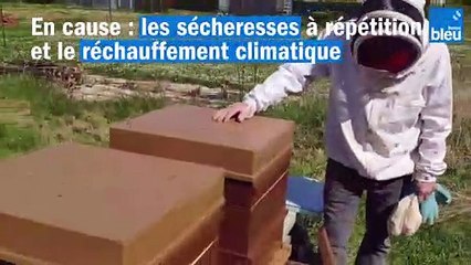 Apiculteurs et agriculteurs lorrains main dans la main pour nourrir nos abeilles