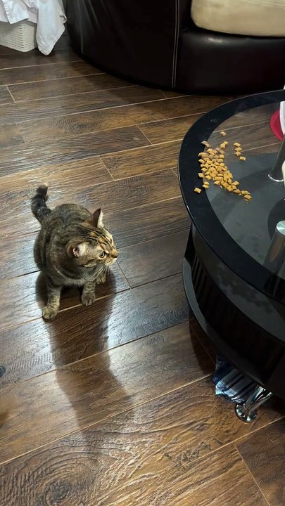 Cat Eats Treat with Two Paws