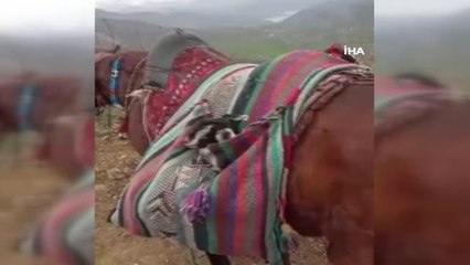 Yeni doğan 2 oğlağın heybedeki sevimli yolculuğu böyle görüntülendi