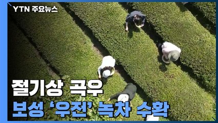 천 년 전통 보성 '우전' 녹차 수확...전세계 수출길 활짝 / YTN