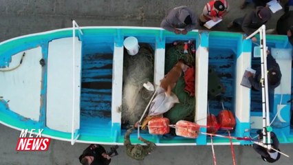 MÉXICO LUCHA POR SALVAR A LA VAQUITA MARINA DE LA EXTINCIÓN