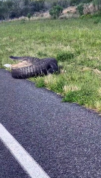 Police Show Up to Move Gator