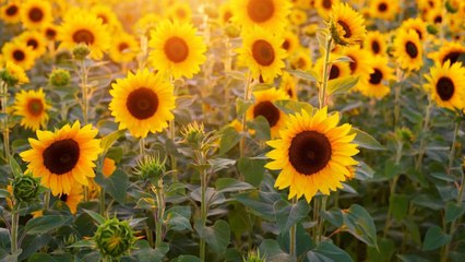 La ruta del girasol, un emprendimiento que nació de la creatividad en el Atlántico
