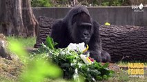 Fatou, la gorila más vieja del mundo celebró 65 años