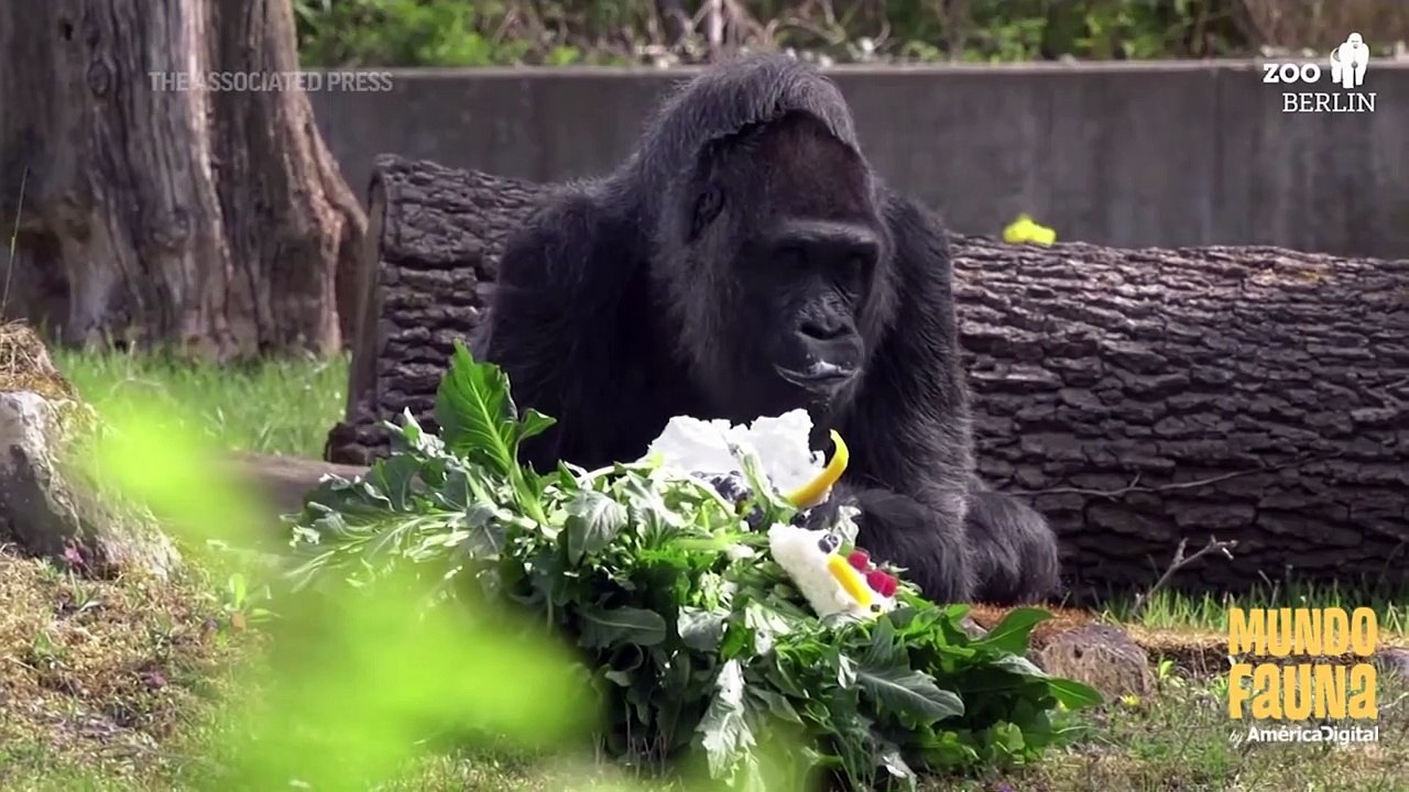 Fatou, la gorila más vieja del mundo celebró 65 años