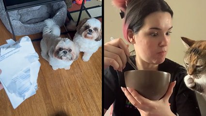 Who’s Hungry For Car Registrations? & I’ll Take Yogurt MEOW!