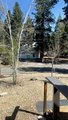 Bear Climbs Into Garage of Lake Tahoe Home