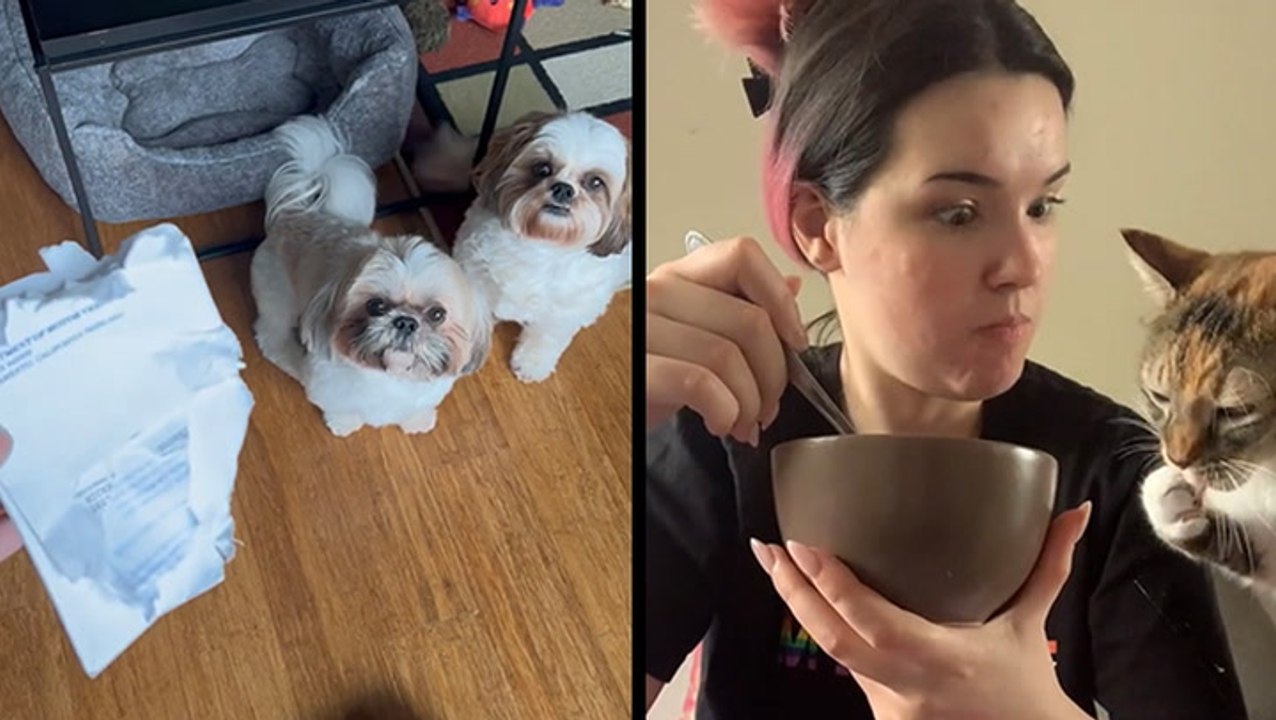 Who’s Hungry For Car Registrations? & I’ll Take Yogurt MEOW!