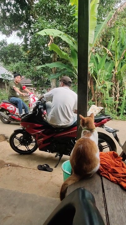 Kitty Goes for a Scooter Ride With Owner
