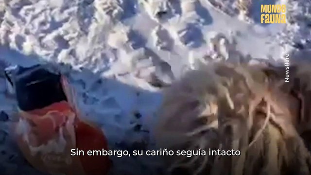 El radical cambio de este perrito rescatado tras pasar varios meses en la calle