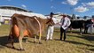 South Coast Register - Rocky Allen with supreme champion cow at Sydney Royal Easter Show 2022.